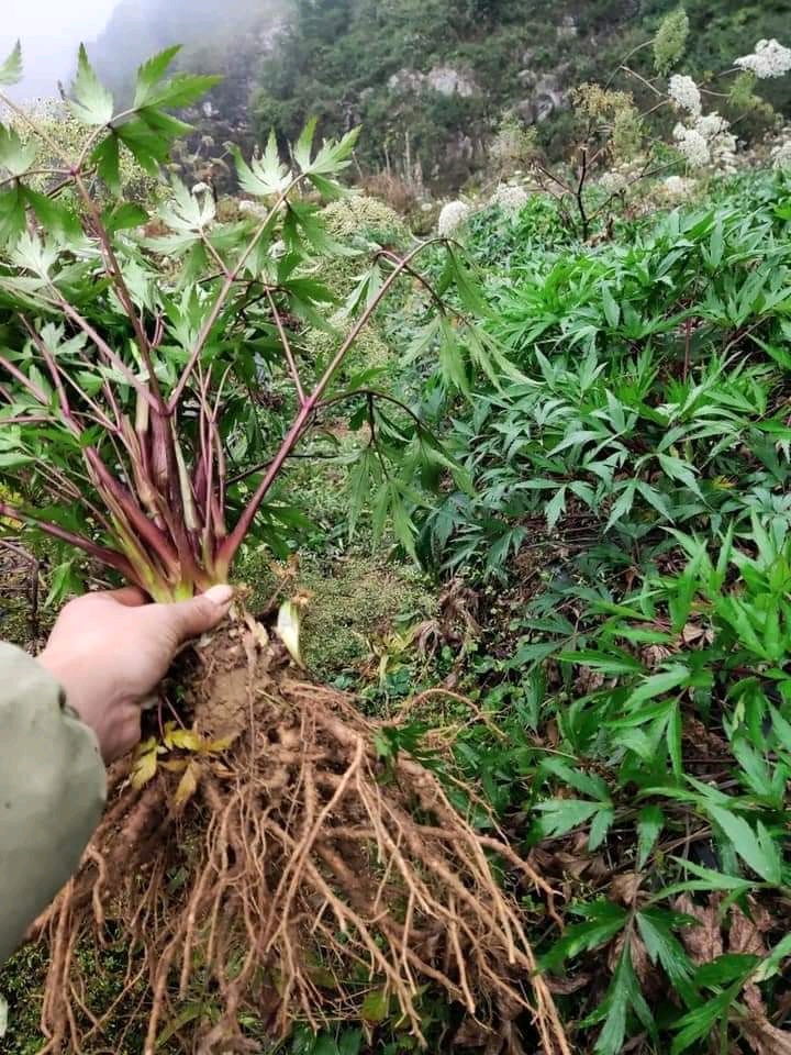 Lá sâm đương quy Thần dược từ thiên nhiên Lá sâm đương quy Thần dược từ thiên nhiên