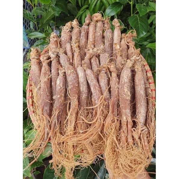 1kg nhân sâm hồng sâm Hàn Quốc