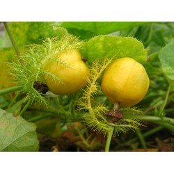 Trái giống cây lạc tiên 20g