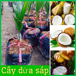 Cây giống dừa sáp chuẩn f1 đặc sản cầu kè nhiều sáp dẻo sánh mịn dùng làm sinh tố siêu ngon
