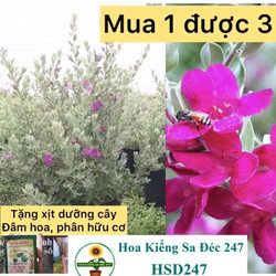 Cây Tuyết Sơn phi Hồ tặng phân bón-cây hoa công trinh-trang trí nội thất cảnh quan sân vườn - hoakiengsadec247 - hsd247 Cây Tuyết Sơn phi Hồ tặng phân bón-cây hoa công trinh-trang trí nội thất cảnh quan sân vườn - hoakiengsadec247 - hsd247