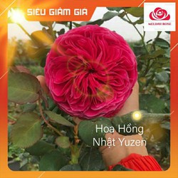 Hoa Hồng Nhật Yuzen Cực Thơm, Sắc Hồng Đậm Đà,hoa cực bền.