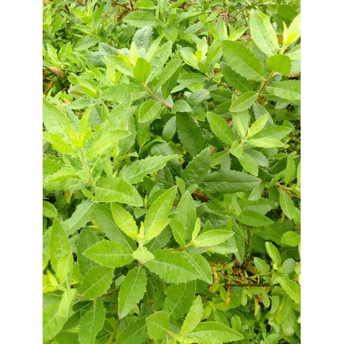 1kg cúc tần tươi - 2438_110843294