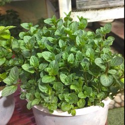 BẠC HÀ CÁC LOẠI ( TẶNG SỎI )