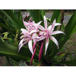 Củ giống cây hoa náng đỏ nặn bong gân