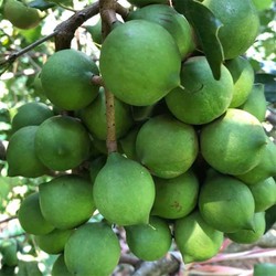 cây macca giống ,Cây mắc ca giống