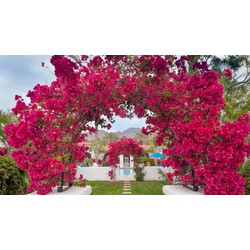 HOA GIẤY MÀU HỒNG- cây đang hoa size nhỡ