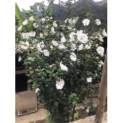 Hoa Dâm Bụt Thái trắng tinh ( bông siêu to, hoa và nhụy trắng tinh ) -  cây giống