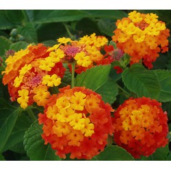 Cây giống hoa ngũ sắc nhiêu màu - cây giống hoa trâm ổi
