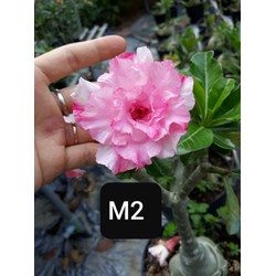 CÂY HOA SỨ THÁI CÁNH KÉP " M2 " - củ size to đại bự ,rễ quái thành hình, hàng tuyển loại 1