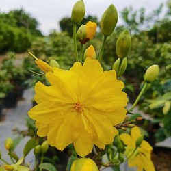 Mai giảo siêu nụ hoa 8-12 cánh - cây giống