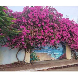 HOA GIẤY MÀU HỒNG- cây đang hoa size to