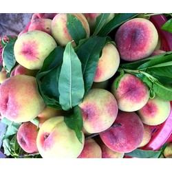 cây giống đào Mỹ cực ngọt, cực to trồng trên đất Mộc Châu