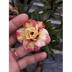 CÂY HOA SỨ THÁI CÁNH KÉP ' KHÊ VÀNG " -củ size to đại bự ,rễ quái thành hình, hàng tuyển loại 1