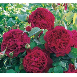 hoa Hồng bụi William Shakespear W2000 sắc Đỏ Tím Merlot- bầu giống cây ổn định