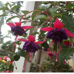 Cây giống hoa lồng đèn