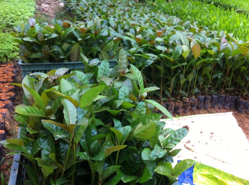 Cây Giống Gáo Vàng (thiên ngân) - Giá Sendo khuyến mãi: 65,000đ - Mua ngay! - Tư vấn mua sắm & tiêu dùng trực tuyến Bigomart