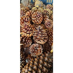 Quả Thông Tự nhiên có Sơn phủ Bóng ( set 30 quả)