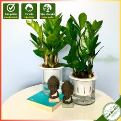 Cây kim tiền thủy sinh để bàn hút tài lộc