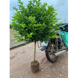 Cây Nguyệt quế 1 thân