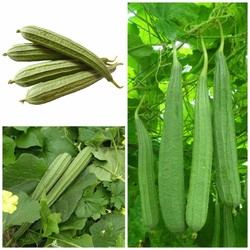 HẠT GIỐNG MƯỚP KHÍA THÁI LAN GÓI 1G - NHANH THU HOẠCH, DỄ CHĂM
