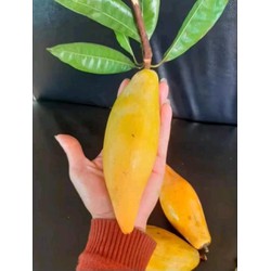 Cây giống trứng gà lekima thái