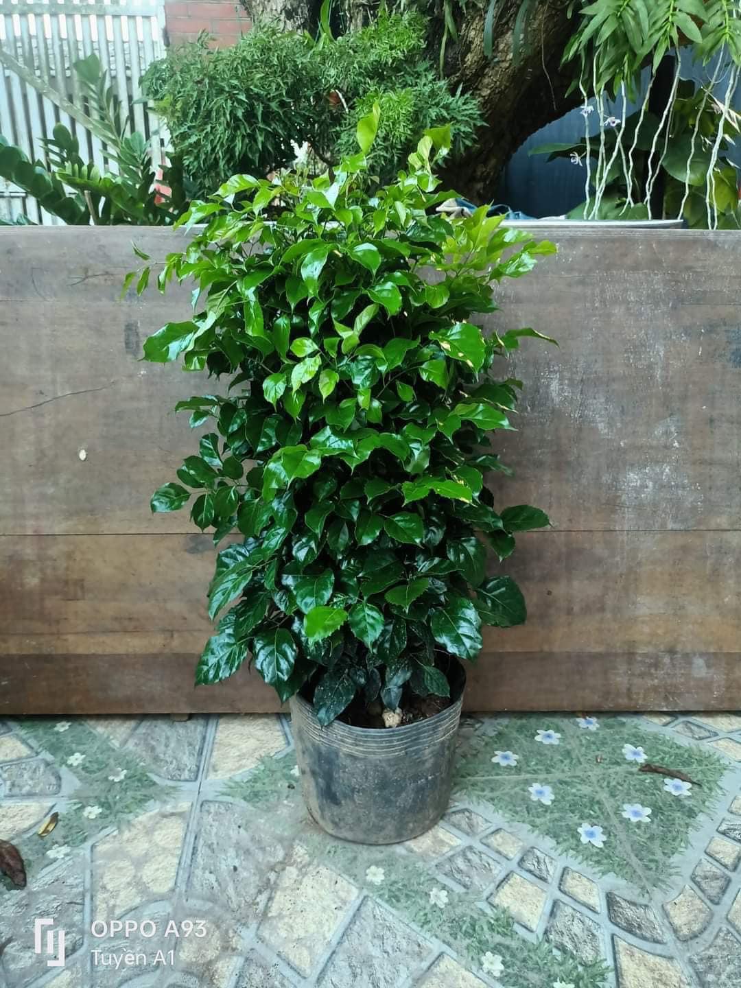 Cây Hạnh Phúc 1 cây cao 80-90cm (Mã SP: CHP08)