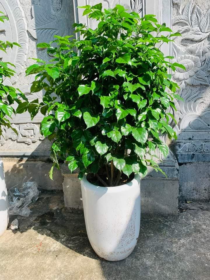 Cây Hạnh Phúc 1 cây cao 80-90cm (Mã SP: CHP08)