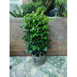 Cây hạnh phúc là dòng cây cảnh đẹp, khoẻ, dễ chăm sóc