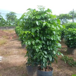 Cây Hạnh Phúc 1 cây cao 80-90cm