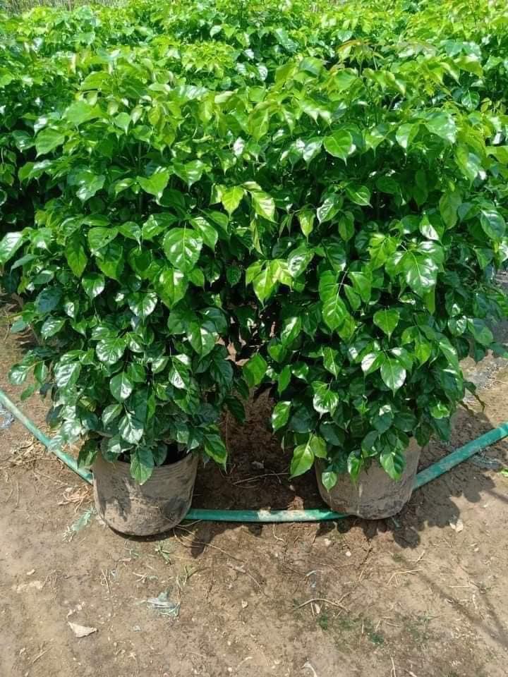 Cây Hạnh Phúc 1 cây cao 80-90cm (Mã SP: CHP08)