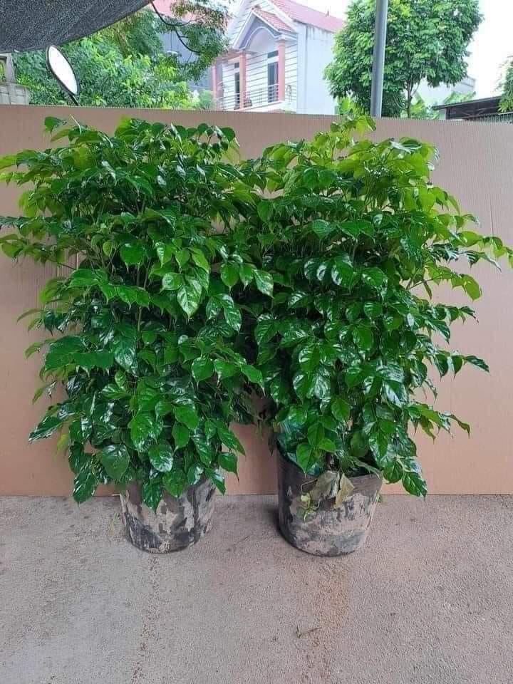 Cây Hạnh Phúc 1 cây cao 80-90cm (Mã SP: CHP08)