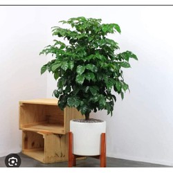 Cây Hạnh Phúc 1 cây cao 80-90cm giao cây hình 3