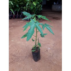 Cây giống Đu Đủ Lùn ruột Đỏ Đài Loan CHO QUẢ TO loại quả tròn KHỔNG LỒ NẶNG 4-5KG. [ GIAO HÀNG NHANH  J&T]