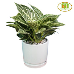 Chậu cây trầu bà đế vương kim cương lá var mang lại vận may cho gia chủ nhiều điều may mắn, bình an và hạnh phúc
