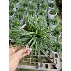Cỏ gấu mỹ trồng chậu cảnh bonsai cỏ trồng trang trí sân vườn non bộ đang được ưa chuộng Minh Hân Garden