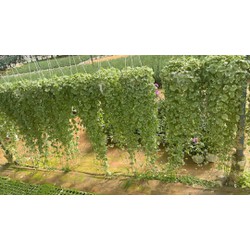 Cây cỏ đồng tiền rau má hương cây có mùi bạc hà thanh mát có tác dụng giảm căng thẳng xua đuổi côn trùng