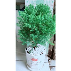 Chậu Cây Tùng Bồng Lai