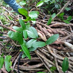 Cây tơm trơng ama kông rừng tây nguyên khô 1kg vị chủ đạo trong thang amakong