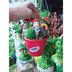 Chậu Kim Cương Tiểu Cảnh