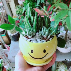 Chậu Xương Rồng Thanh Sơn+ Móng Rồng