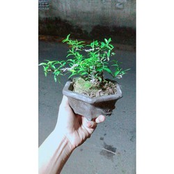 Chậu Cây Mai Chiếu Thuỷ