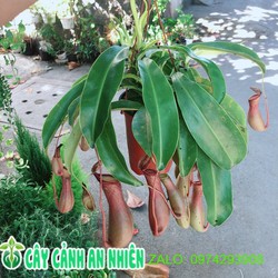 Chậu Cây Nắp Ấm