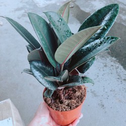 Chậu Búp Đá Đỏ