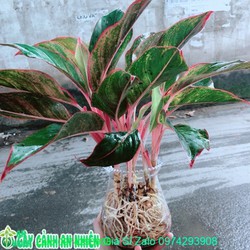 Chậu Cây Phú Quý Thuỷ Sinh
