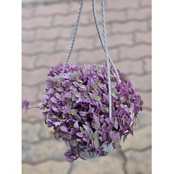 Cây tóc xù cây tổ ong để trồng treo ban công và treo trên giàn hoa trước nhà Minh Hân Garden