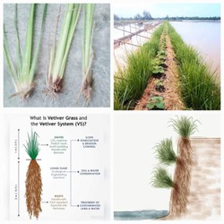 Cây cỏ Vetiver kì diệu chống xói mòn sạt lở xử lí nước ô nhiễm làm thức ăn gia súc Minh Hân Garden