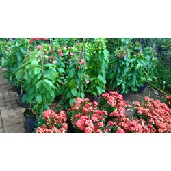 CÂY giống HOA SỬ QUÂN TỬ [cây dây leo khỏe mạnh, phát triển nhanh, kháng chịu khắc nghiệt tốt, dễ trồng và chăm sóc. [ VNPOST ]