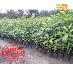 cây vối cây giống -combo 5 cây