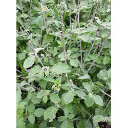 Cây cỏ xước khô 1kg